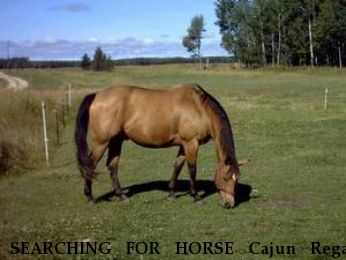 SEARCHING FOR HORSE Cajun Regal Rocket, Near Federalsberg , MD, 21632